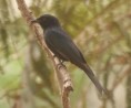 /album/photogallery/fork-tailed-drongo-jpg1/